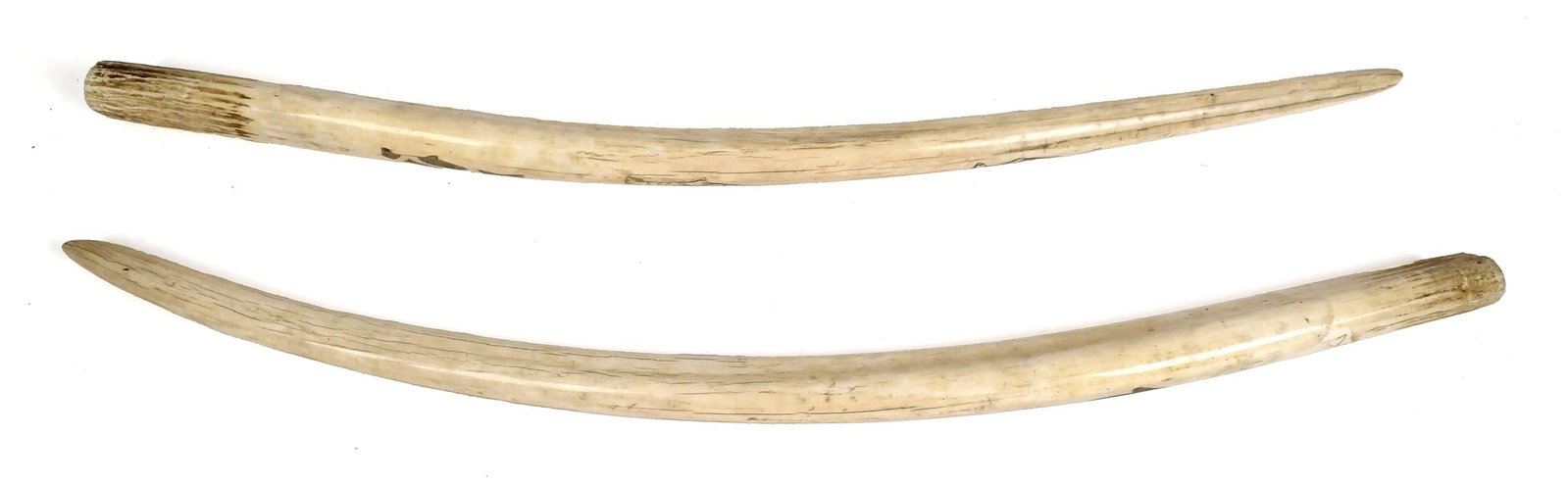 TWO VINTAGE NATIVE ALASKAN CARVED WALRUS TUSKS.: A pair of antique Alaskan walrus tusks with scrimshaw decoration, one with three whales the other with three seals, approx. 29.5”L.