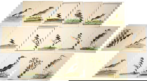 ORNITHOLOGY 18TH C BIRD PRINTS ELEAZAR ALBIN.