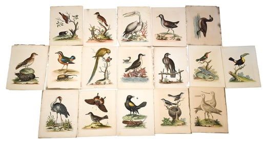 ORNITHOLOGY 18TH C BIRD PRINTS GEORGE EDWARDS.