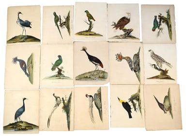 ORNITHOLOGY 18TH C BIRD PRINTS WILLIAM HAYES.