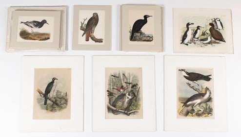 ORNITHOLOGY 19TH C BIRD LITHOGRAPHS AUDUBON STUDER.