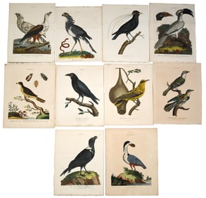 ORNITHOLOGY 18TH & 19TH C BIRD PRINTS JOHN WILKES.