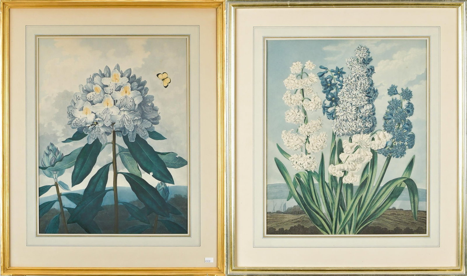 TWO ROBERT JOHN THORNTON BOTANICAL ENGRAVINGS.: Two 18th C. Robert John Thornton aquatint and stipple engravings, from ‘The Temple of Flora,’ published from 1799-1807: Hyacinths, Image 17” x 14”, Frame 24.5” x 12”