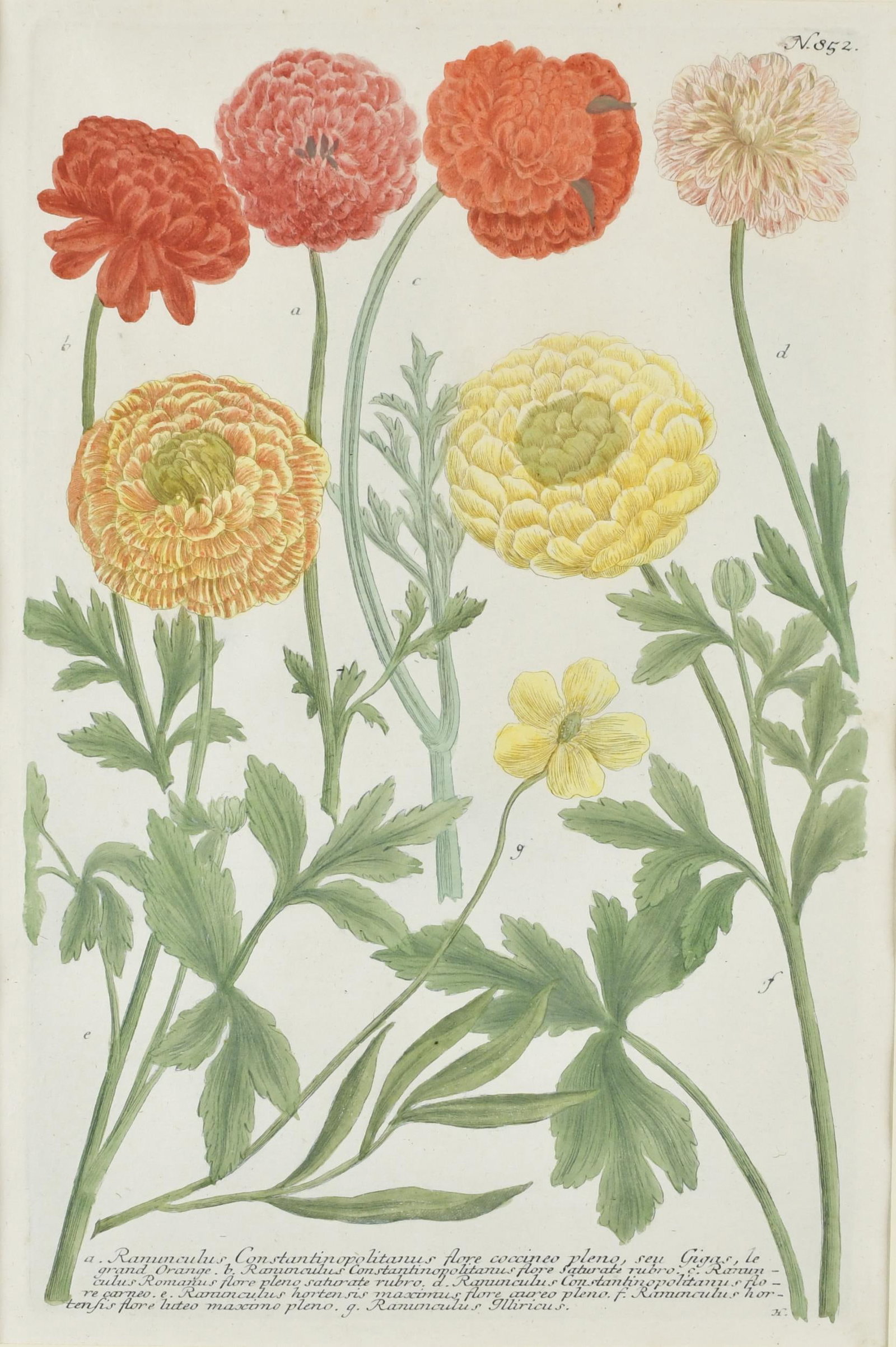 SIX JOHANN WEINMANN BOTANICAL ENGRAVINGS. (1 of 11)