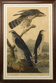 19TH C. LARGE AUDUBON FOLIO, GOSHAWK & STANLEY HAWK.