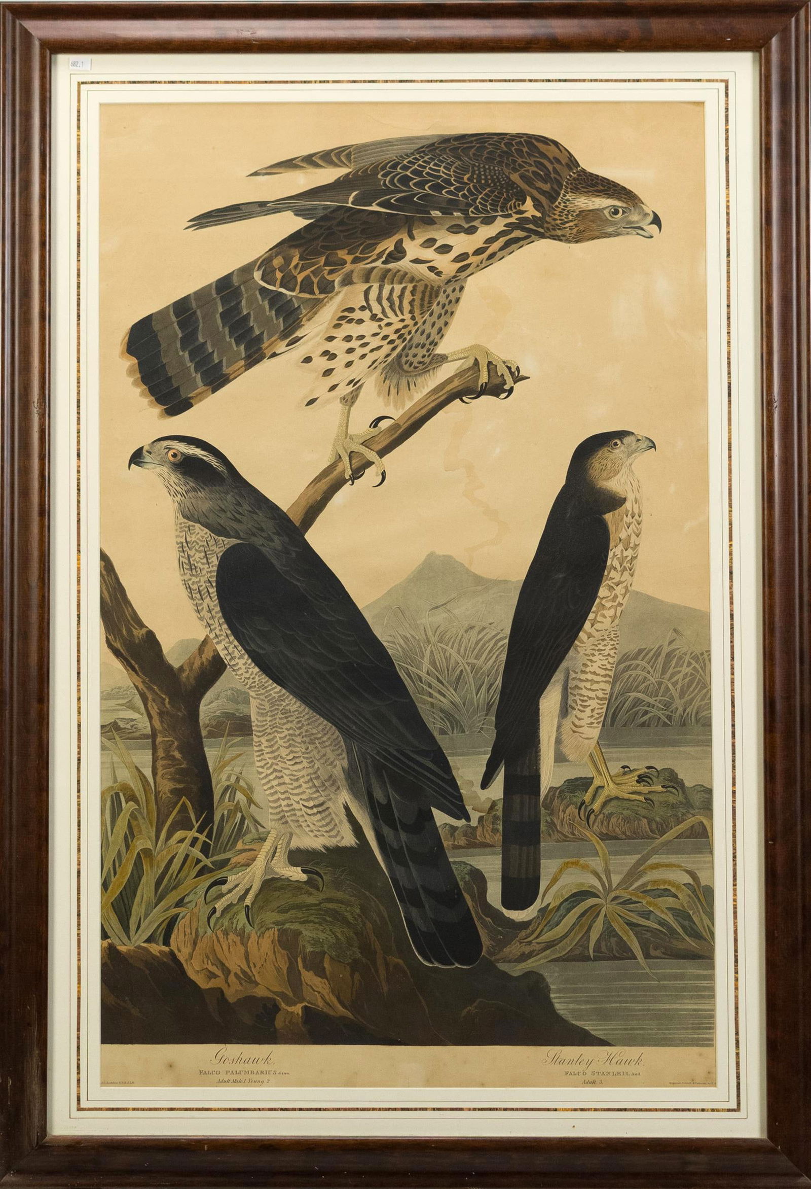 19TH C. LARGE AUDUBON FOLIO, GOSHAWK & STANLEY HAWK. (1 of 14)