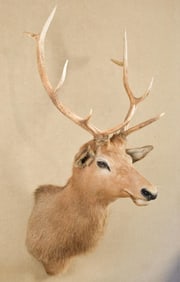 VINTAGE ELK MOUNT.