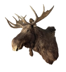 1950'S MOOSE MOUNT.