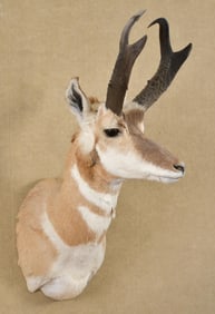 VINTAGE ANTELOPE MOUNT.