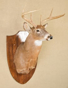 VINTAGE WHITETAILED DEER MOUNT.