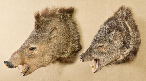TWO JAVELINA MOUNTS.