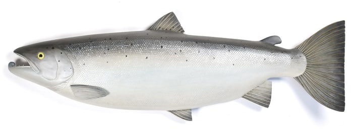 LARGE CARVED AND PAINTED WOOD SALMON.