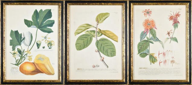 THREE ANTIQUE GEORG DIONYSIUS EHRET ENGRAVINGS.