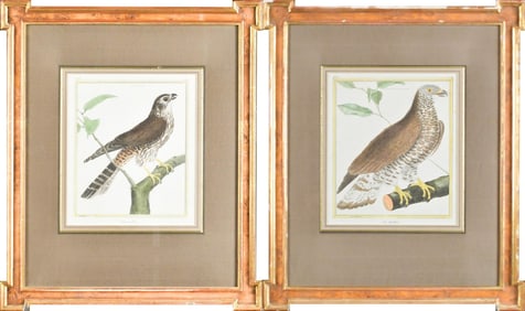 TWO ANTIQUE MARTINET ORNITHOLOGICAL ENGRAVINGS.