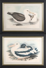 GOULD & RICHTER AQUATINTS, SEAGULLS.