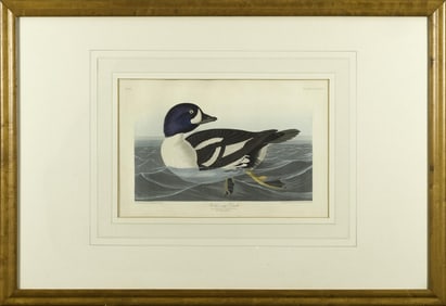 J.J. AUDUBON ENGRAVING, GOLDEN-EYE DUCK.