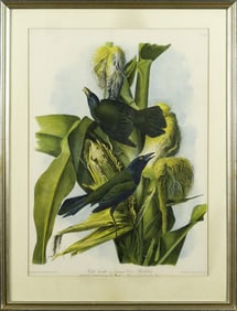 AUDUBON, PURPLE GRACKLE, BIEN EDITION.