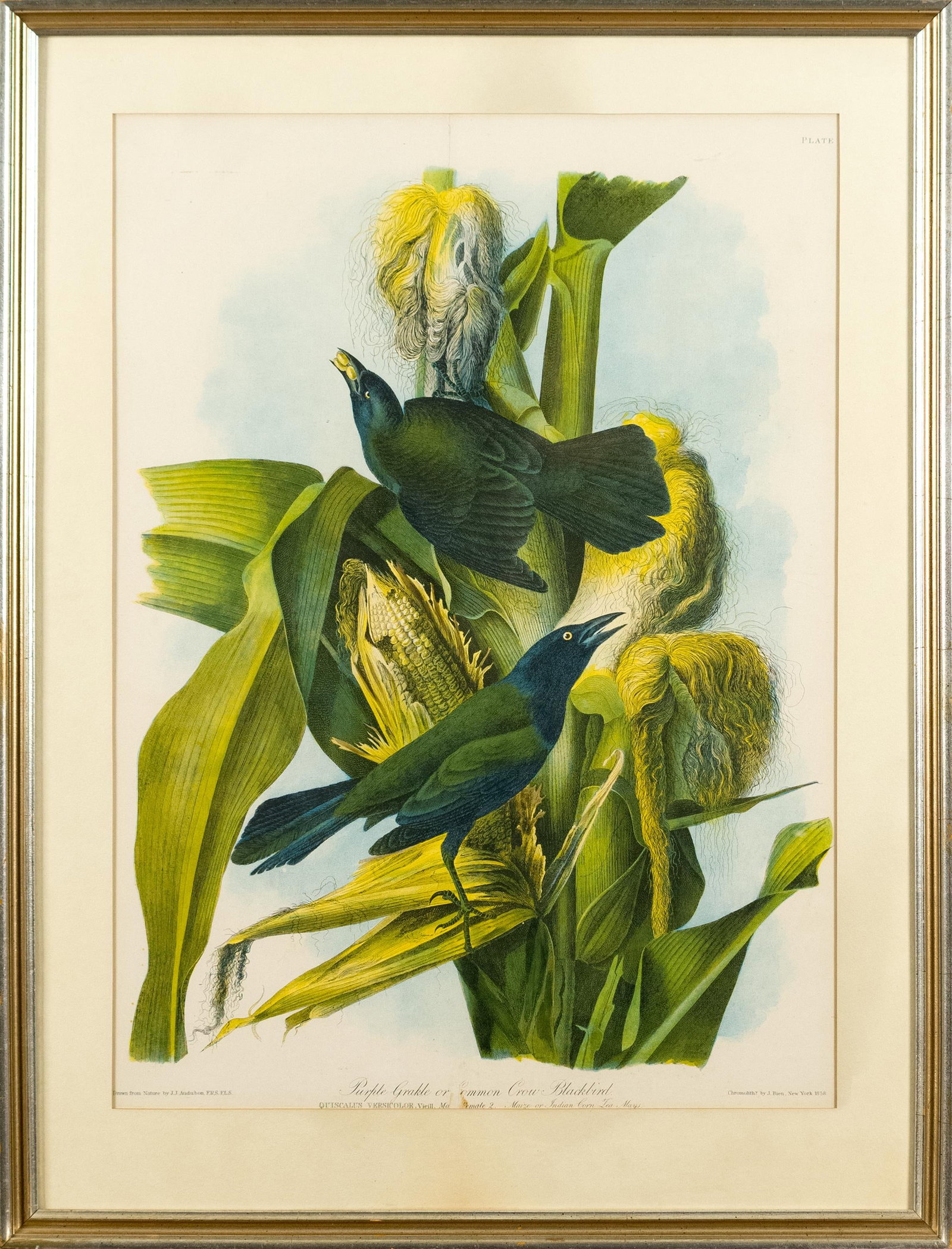 AUDUBON, PURPLE GRACKLE, BIEN EDITION. (1 of 10)