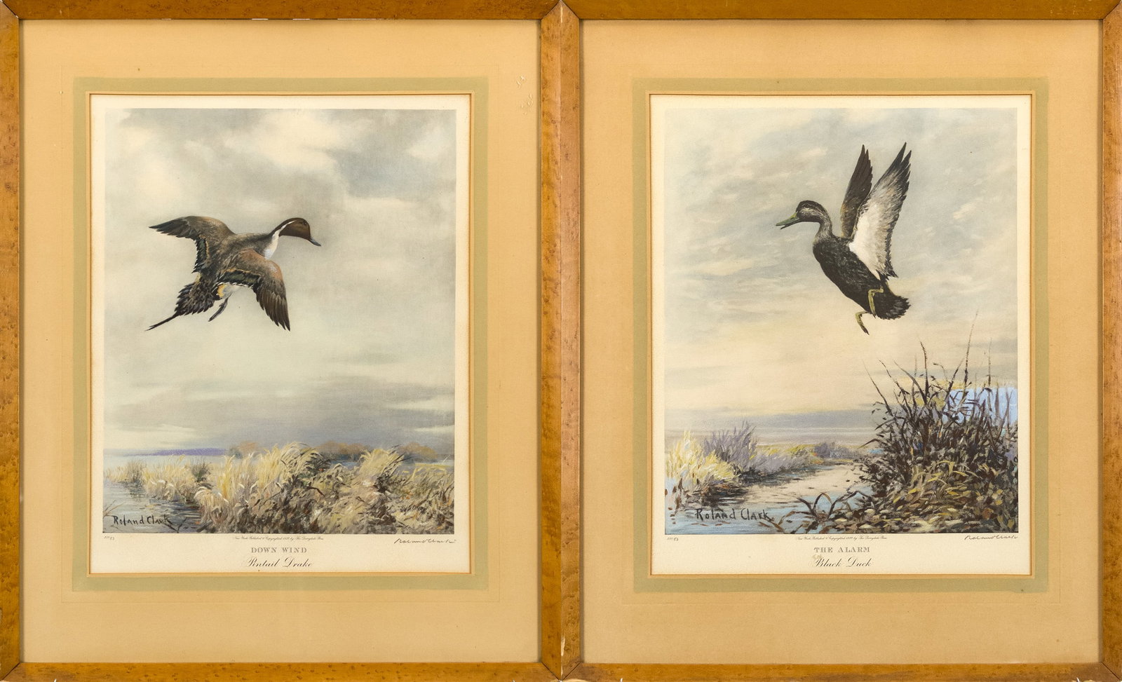 TWO ROLAND CLARK DUCK PRINTS.: Two vintage pencil signed Roland Clark lithographs, Downwind, 53/250, and The Alarm 53/250. Frames 26.75”H x 22”.