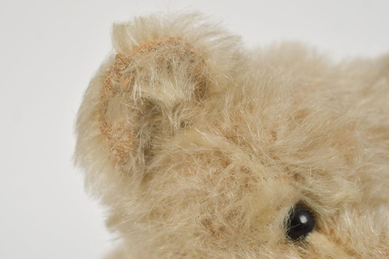 ANTIQUE STEIFF MOHAIR BEAR, BLANK BUTTON. - 14