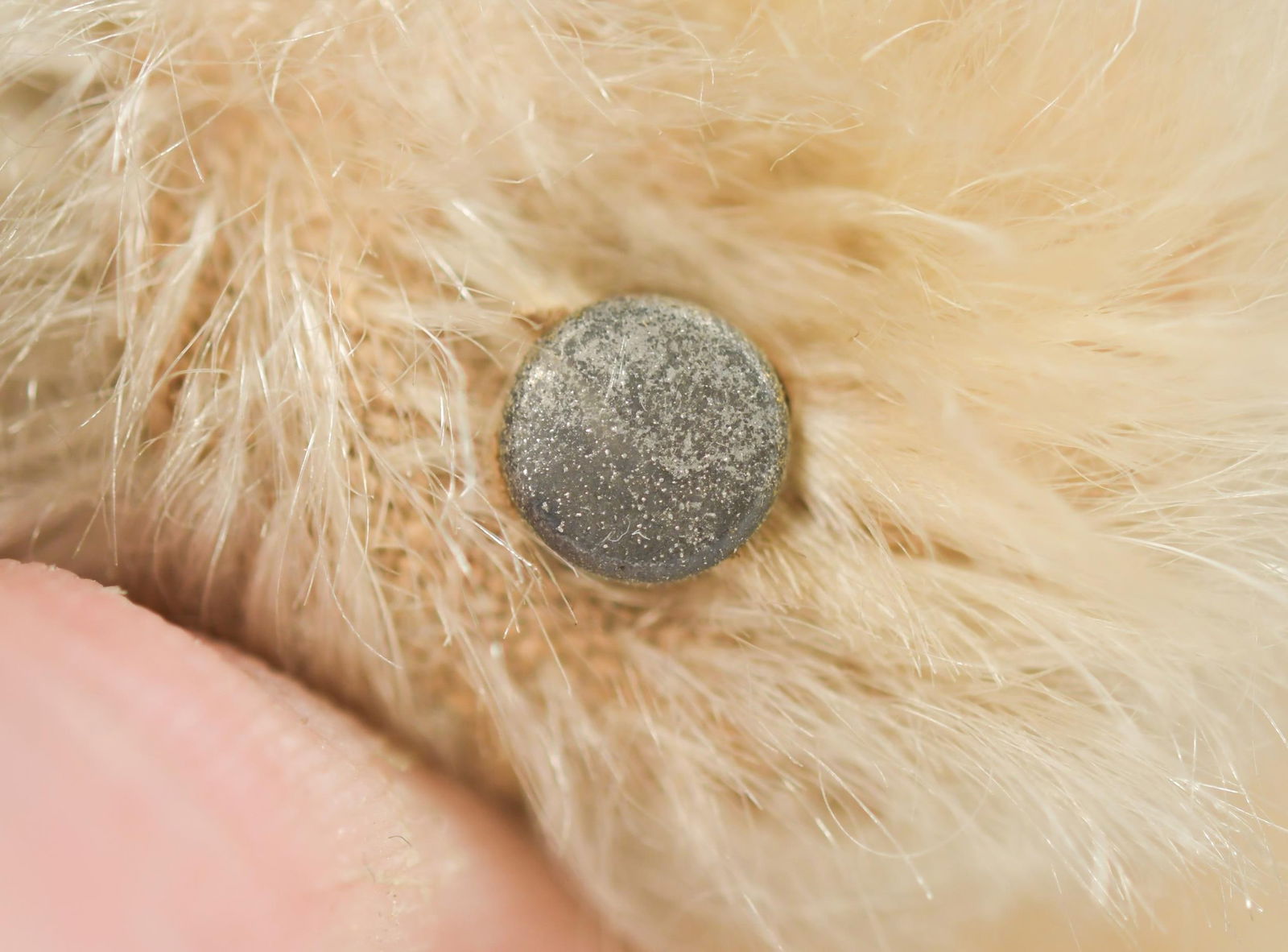 ANTIQUE STEIFF MOHAIR BEAR, BLANK BUTTON. - 4