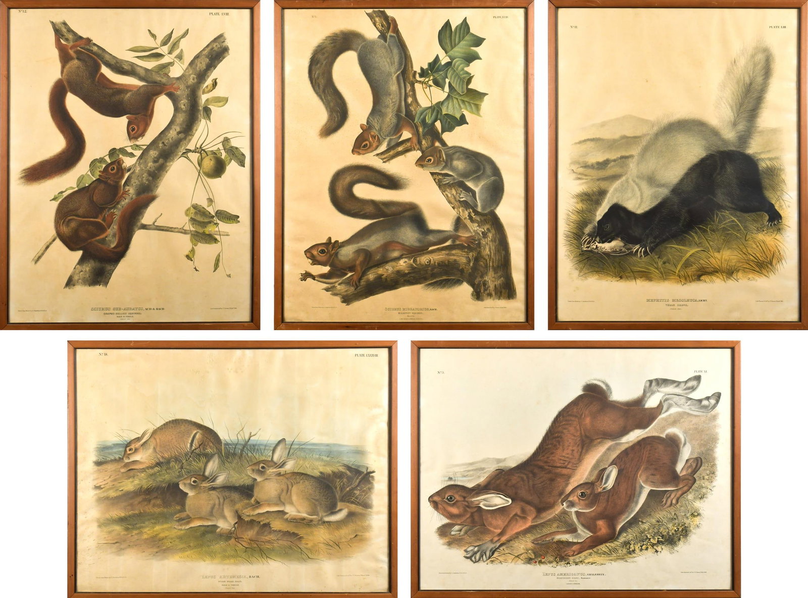 FIVE 19TH C. J.T. BOWEN LITHOGRAPHS, AFTER AUDUBON. (1 of 20)