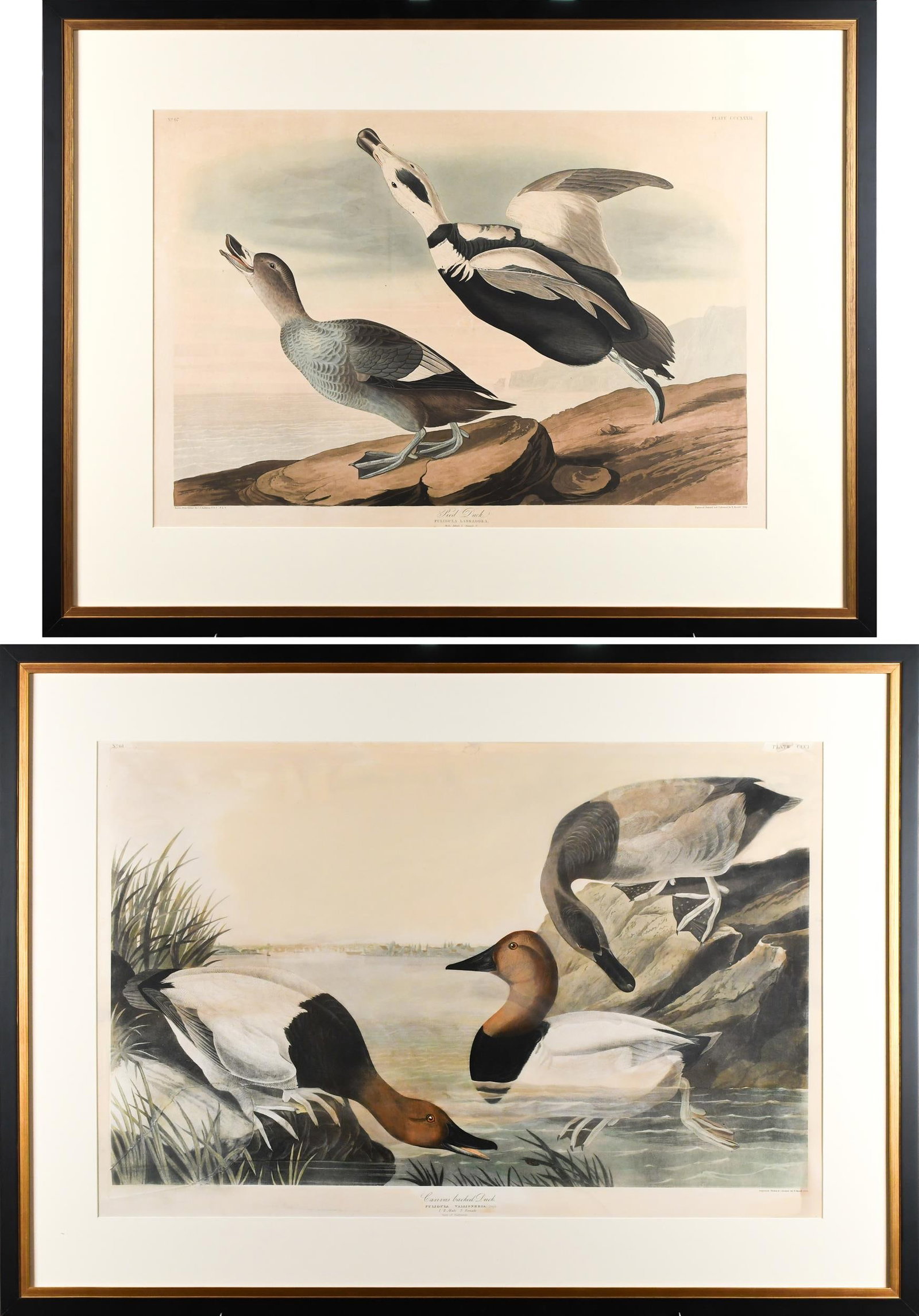 TWO 19TH C. LARGE FOLIO JOHN J. AUDUBON ENGRAVINGS.: Two 19th C. large folio engravings by John J. Audubon, engraved by R. Lovell, 1936. Including Canvas Back Duck, image 22” x 35”, Frame 34” x 46”. And Pied Duck, Image 19”