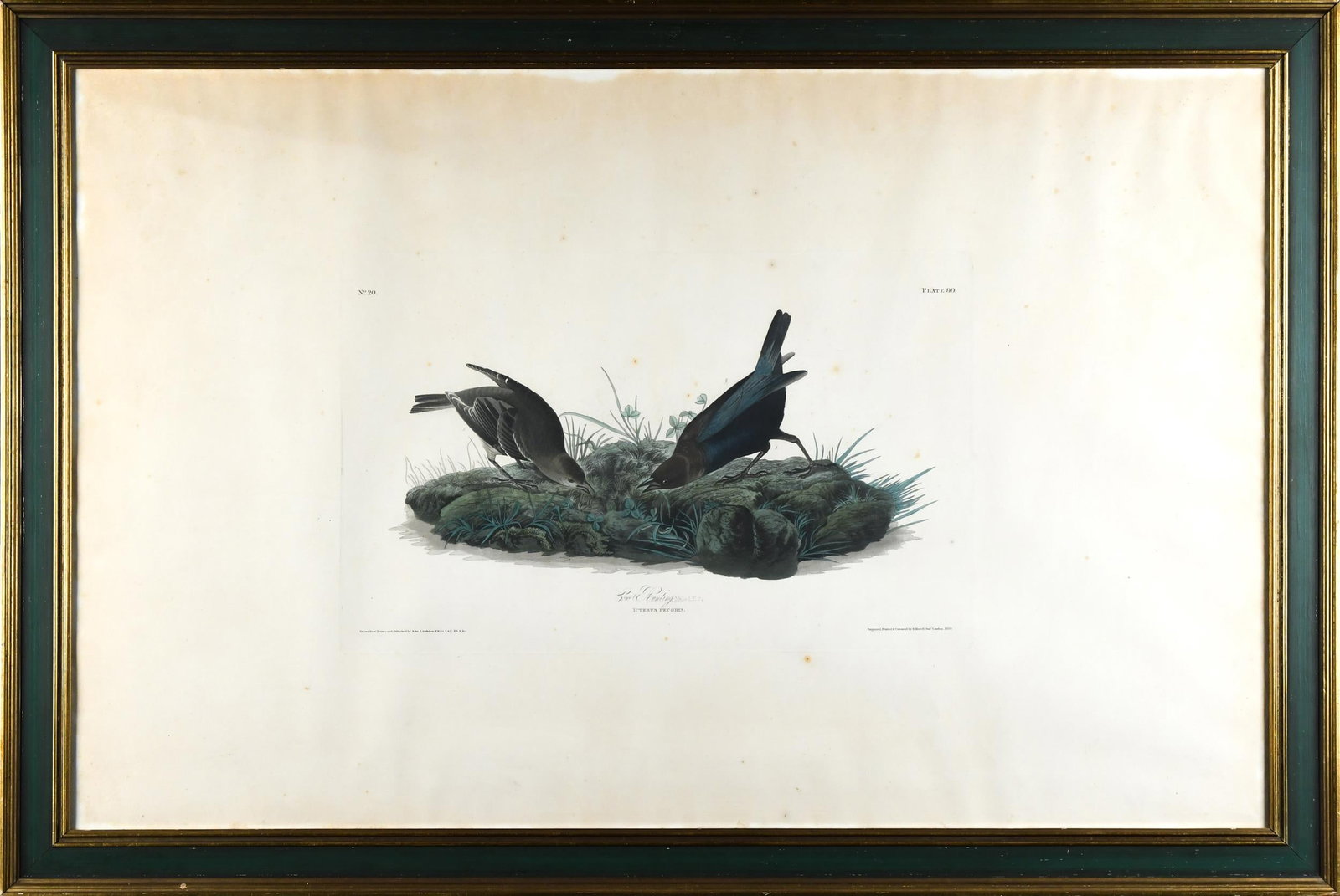 JJ AUDUBON ENGRAVING COW BUNTING: John James Audubon (1785-1851) Cowpen Bird Cow Bunting, Plate 99. Aquatint engraving with original hand coloring. Pub. In London, Robert Havell 1830.Image 12” x 19.5”, Frame 27” x 41