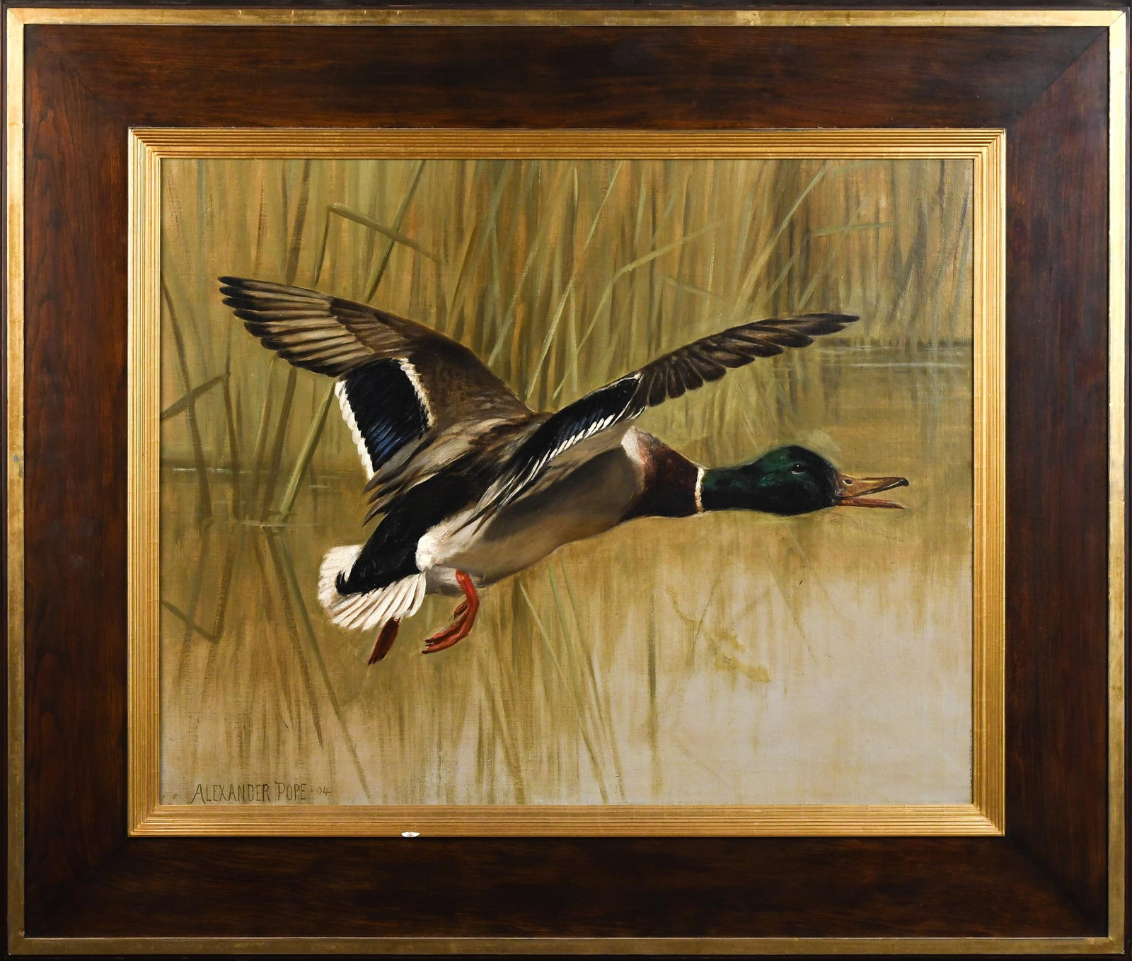 ALEXANDER POPE OIL, MALLARD IN FLIGHT, 1904.: Alexander Pope (1849-1924) oil on canvas, male mallard duck in flight with reeds in background. Signed lower left, Alexander Pope 04. Image 22” x 27”, Frame 32” x 37.25”.