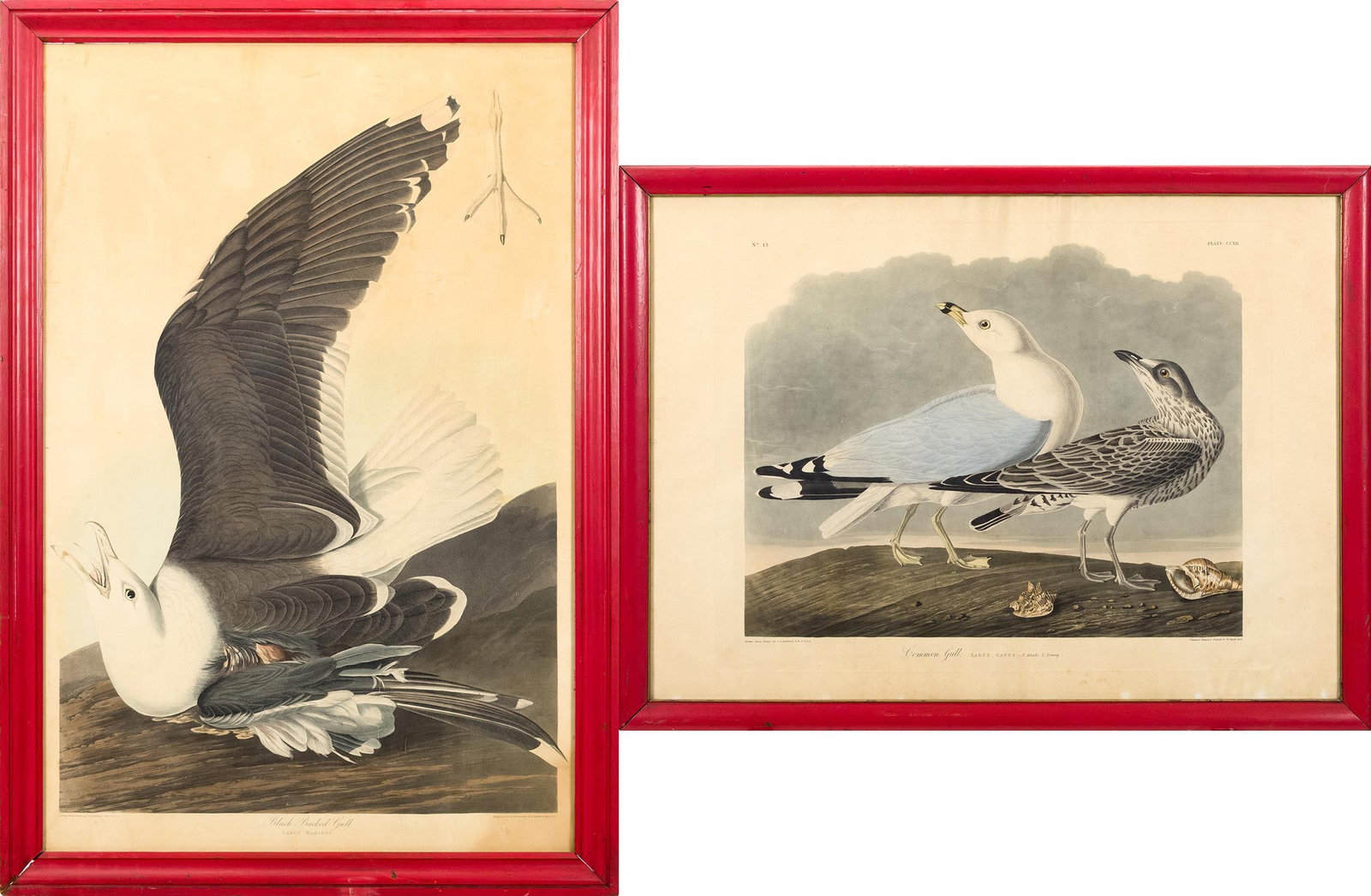 TWO JJ AUDUBON PRINTS, BLACK BACKED & COMMON GULLS. (1 of 20)