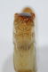 CHINESE WHITE JADE CARVED BEAST, QING DYNASTY - 5