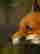 item-78713672=7