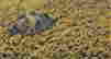 item-83191874=4