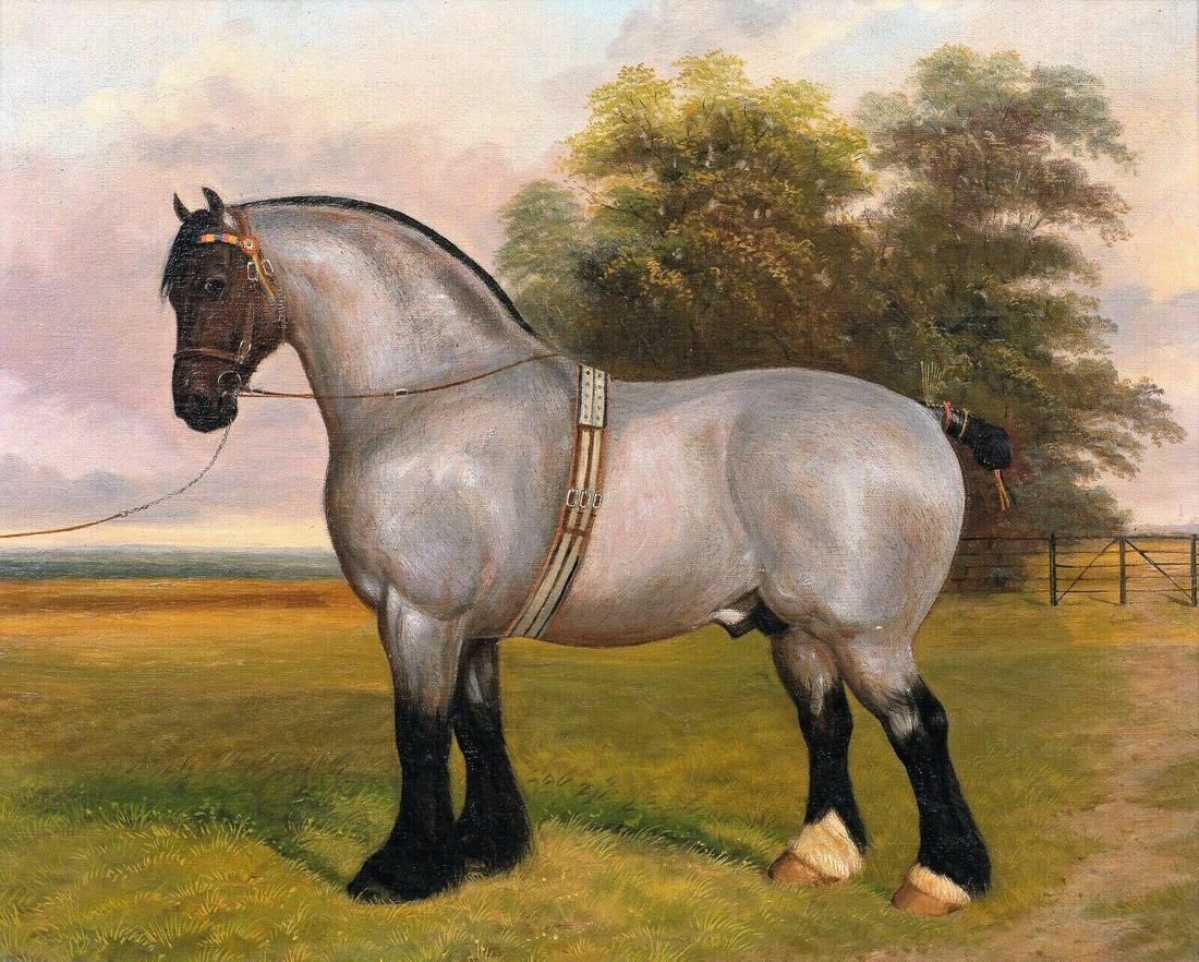Prize Grey Irish Draught Horse Portrait Herbert St John: Name: Large 19th Century Prize Grey Irish Draught Horse Portrait Herbert St John JOHN Year: 19th Century Size: 75cm x 65cm Medium: Oil Description: Prize Irish Draught Horse Portrait, 19th Century att