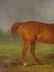 Chestnut Horse Highthyer - 5
