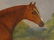 Chestnut Horse Highthyer - 8
