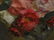 Still Life Red Pink White Roses Flowers - 8
