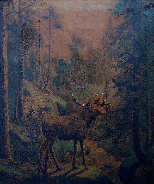 MOOSE IN FOREST GLADE: Year: 19th Century Size: 89 x 100 x 6 cm Medium: Chalk on paper Description: CARL HENRIK Bogh (b. 1827, d. 1893) well listed danish artist. Moose in forest glade, 1871. Chalk on paper. Price example: