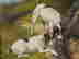 item-131360583=4