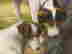 item-131360583=6