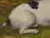 item-131360583=7