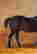 item-131360597=9