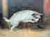 item-132917084=3