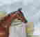item-133672851=8