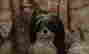 item-136407160=6