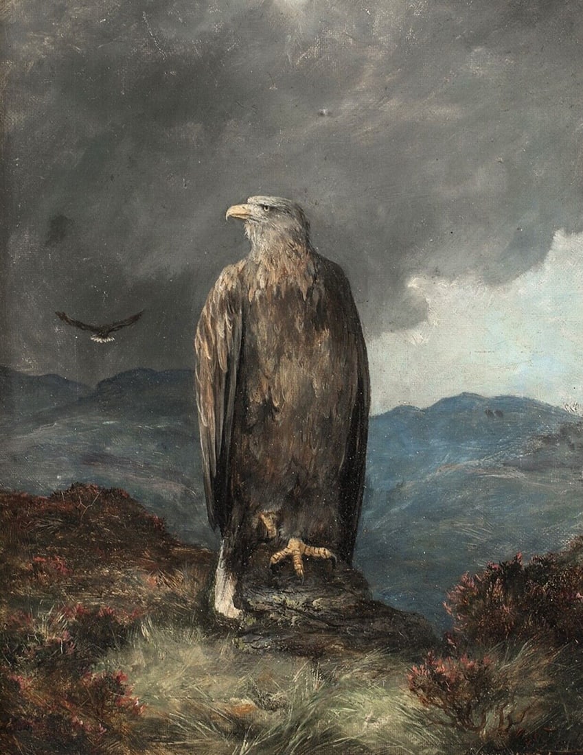 PORTRAIT OF A WHITE TAILED SEA EAGLE OIL PAINTING: Year: 19th century Size: 40cm x 35cm Medium: Oil Description: James Faed's exquisite oil on canvas study of a White Tailed Sea Eagle from the Scottish Highlands in the 19th century. A pioneering and s