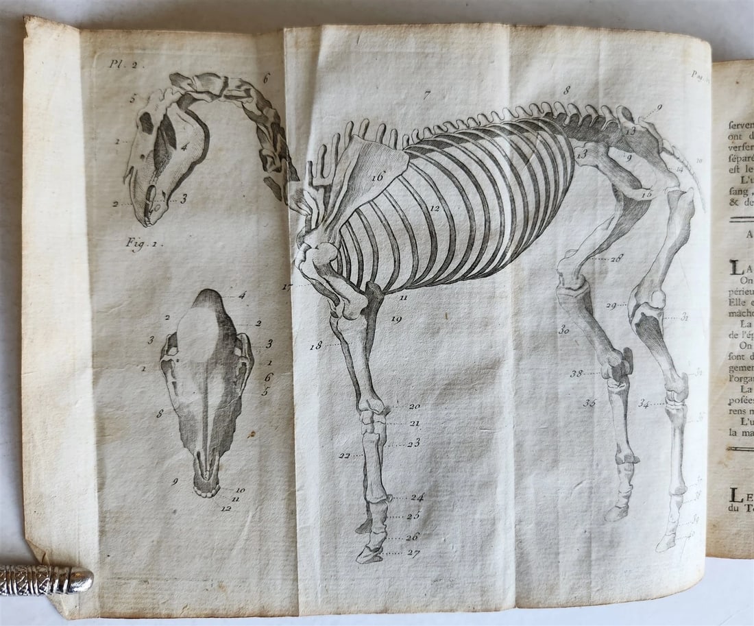 1792 HORSE ANATOMY VETERINARY TREATISE ILLUSTRATED WITH NINE ANTIQUE WOODCUTS: Year/Century: 18th century Language: French Subject: Illustrated Binding: Leather Description: Guide to Marechal, a book with precise knowledge of the Cheval and how to recognize and treat its illness