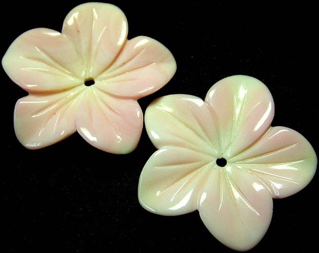 18.25 ct. Natural Conch Shell Pair - BAHAMAS (1 of 3)