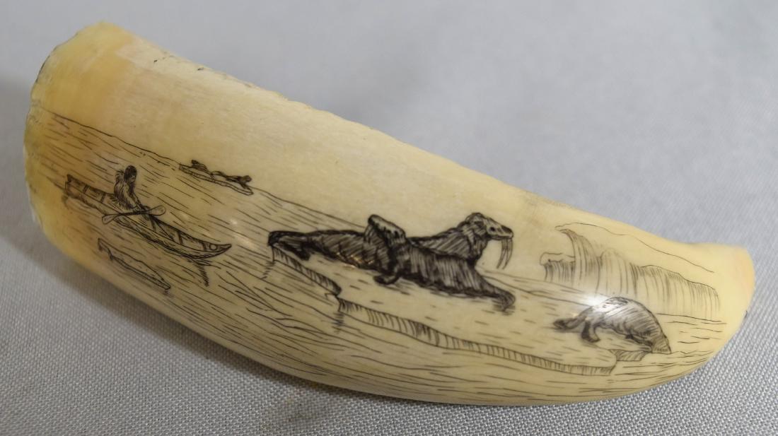 SCRIMSHAW WHALES TOOTH:: Depicting an Eskimo walrus hunt with figure in a kayak. Three walruses on ice flow. Old tooth with newer scrimshaw. Signed Sandy 1975. Approximately 4 ½ inches long. Approximately 108 grams.
