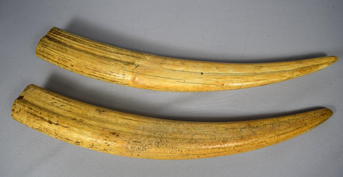 PAIR OF VINTAGE PAIR OF LONG WALRUS TUSKS: